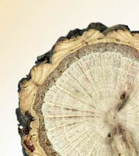 cork bark slice