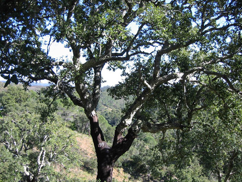 Cork Tree with Bark Removed
