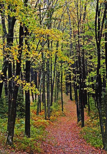 Donating Money Will Help Someone's Path to be Smoother