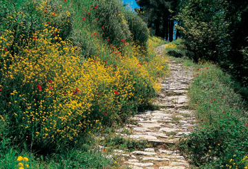 Let Us Walk Your Path With You