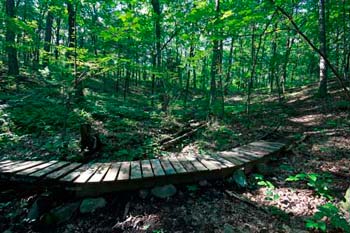 Help Bridge the Gap by Volunteering for PATHS